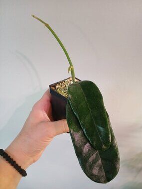 Hoya Globulosa